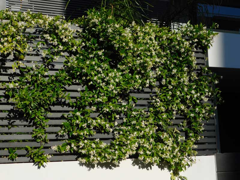 trachelospermum jasminoides adorns a garden fence