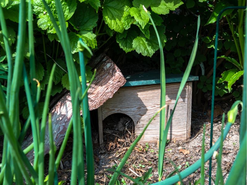 hedgehog house hidden by vegetation in a wildlife friendly garden