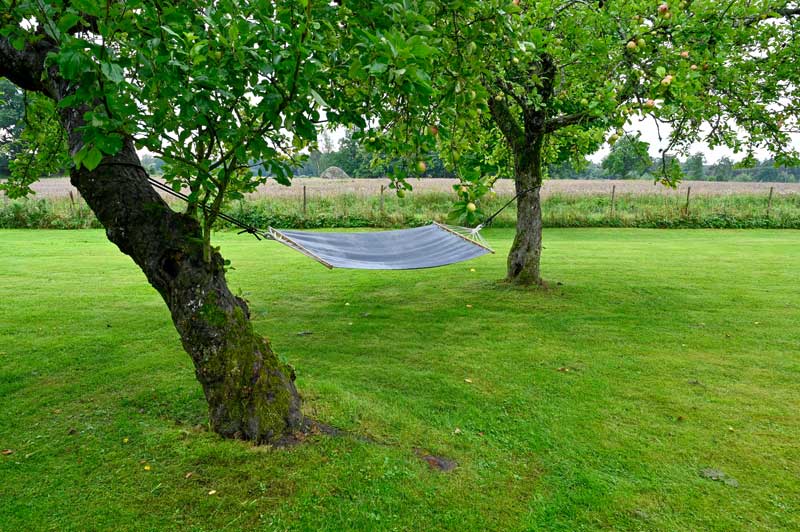 two mature apple trees with a hammock strung between them and views over countryside