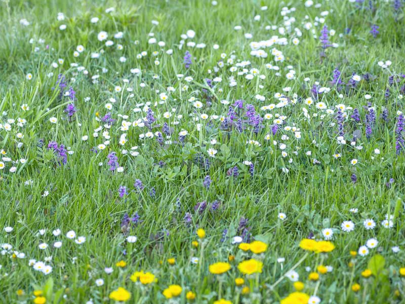 daisies buttercups and vetch growing in a wildflower lawn